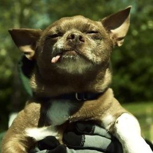 Meet your Posher, Robin